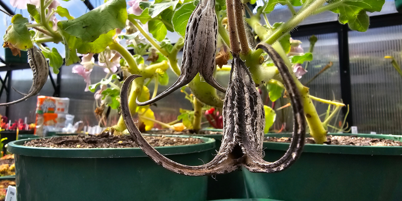 Proboscidea louisianica - Devil's Claw - Growing Instructions