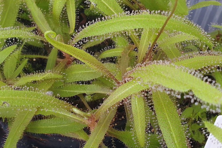 Drosera - Tropical Sundews