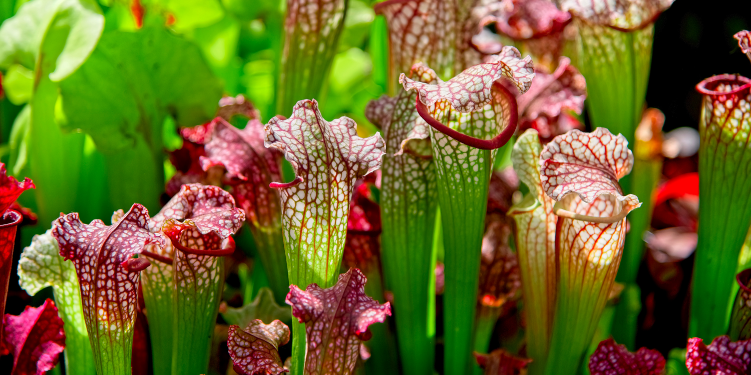 Sarracenia - American Pitcher Plants