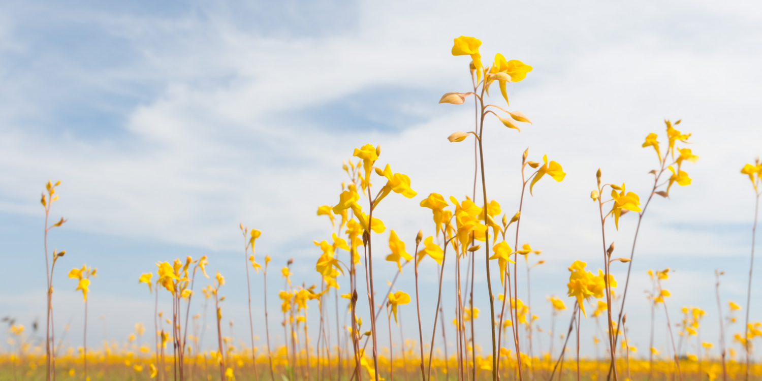 Utricularia - Bladderworts