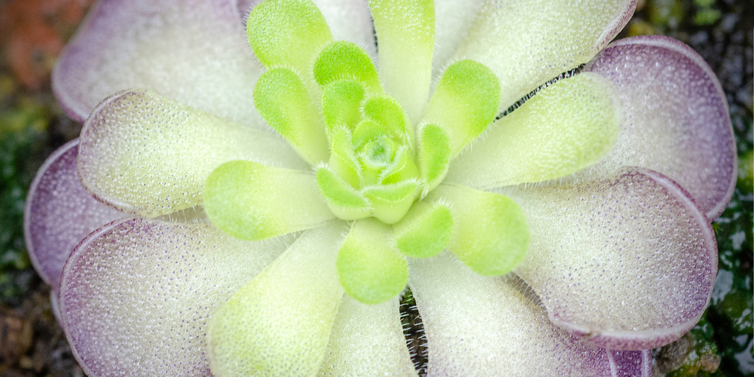 Pinguicula - Butterworts