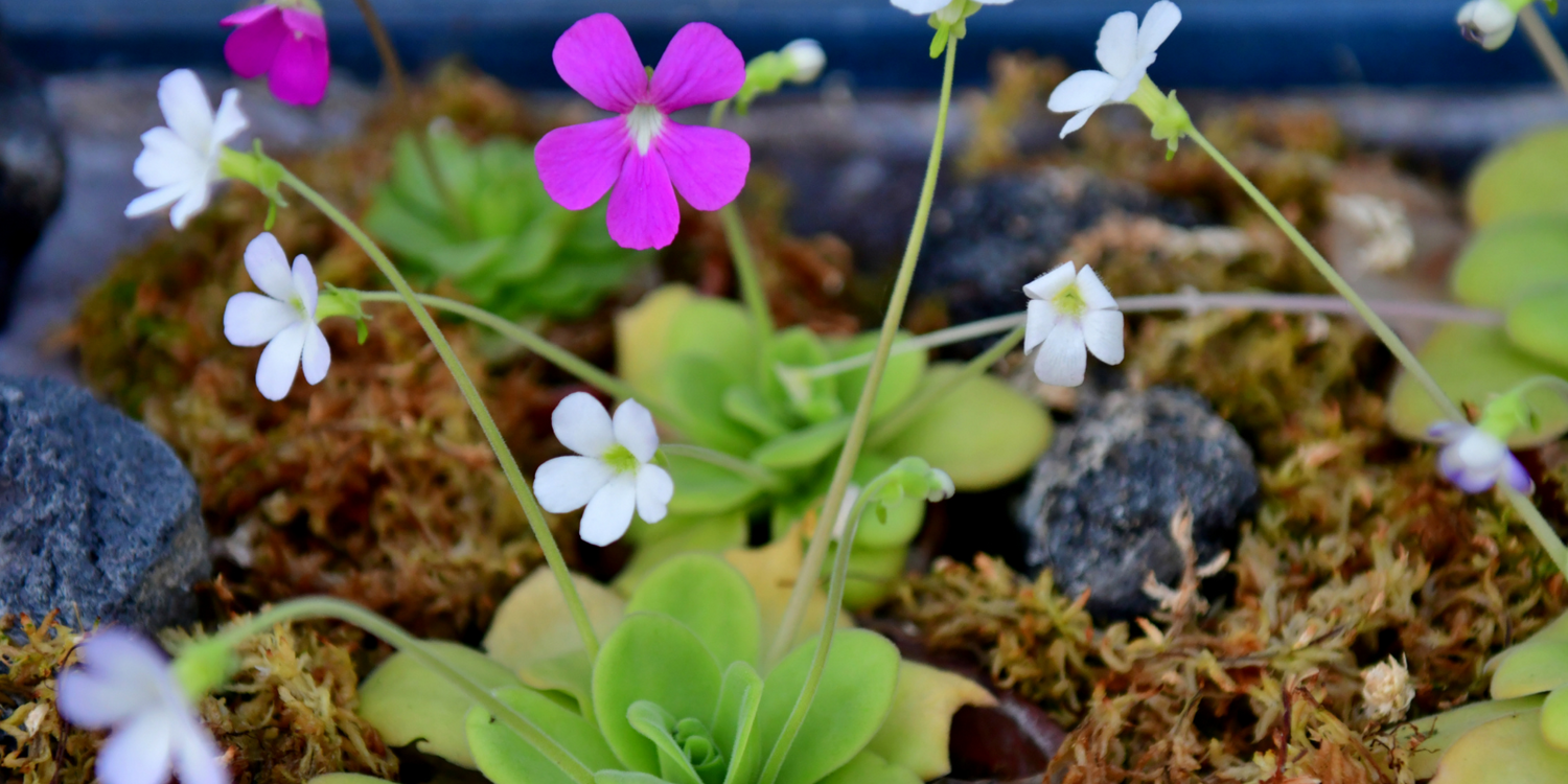 Pinguicula - Mexican Butterworts