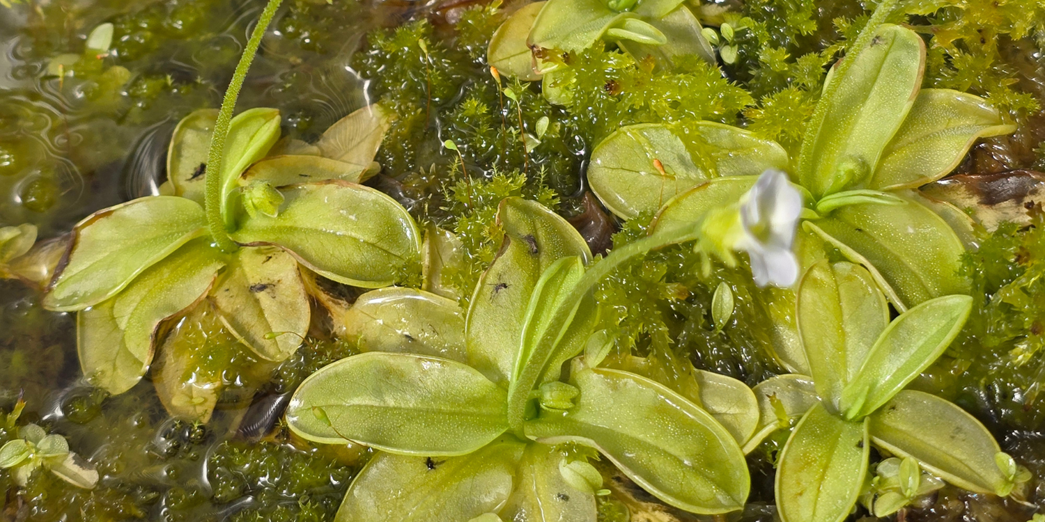 Pinguicula - Warm Temperate Butterworts