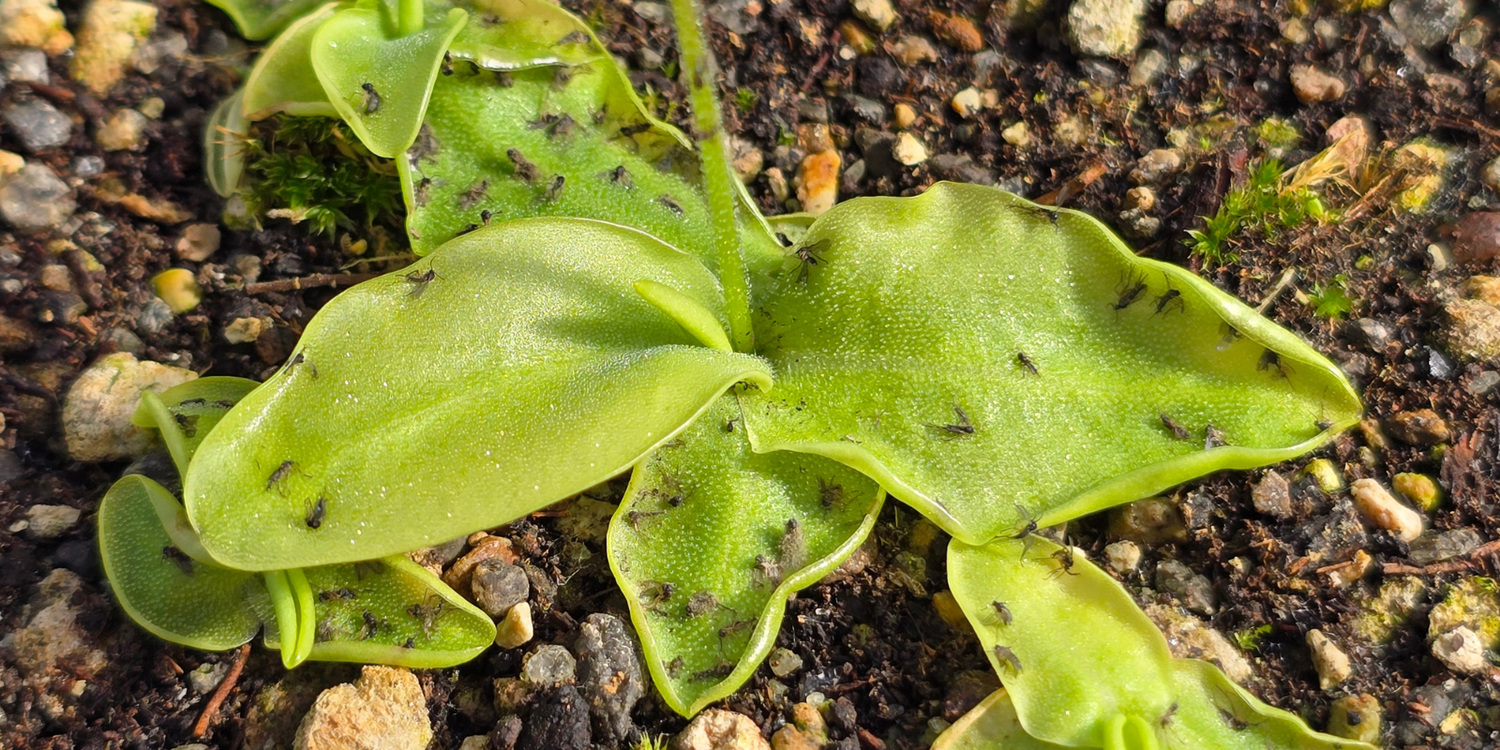 Pinguicula - Cold Temperate Butterworts