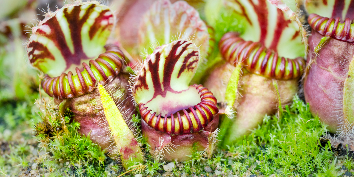 Cephalotus Follicularis - Australian Pitcher Plant
