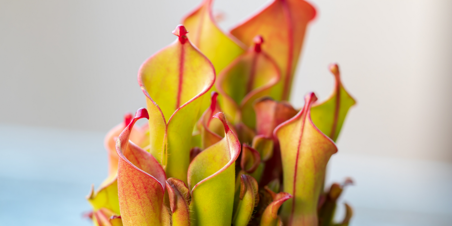 Heliamphora - Sun Pitcher Plants