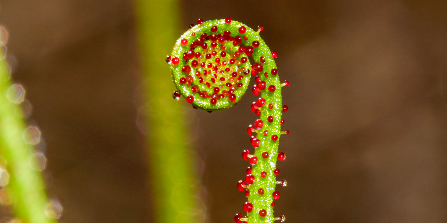 Drosophyllum Lusitanicum - Dewy Pine