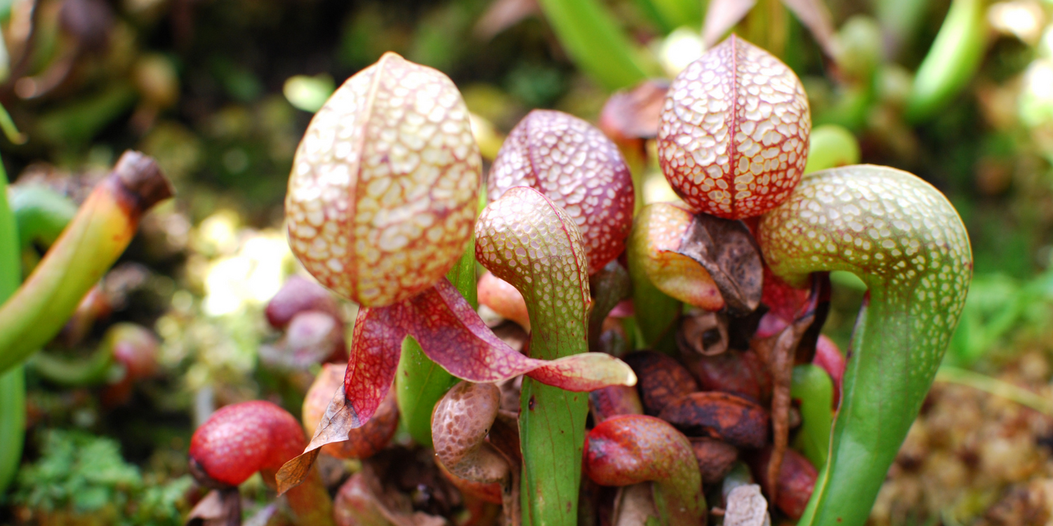 Darlingtonia Californica - Cobra Lilies