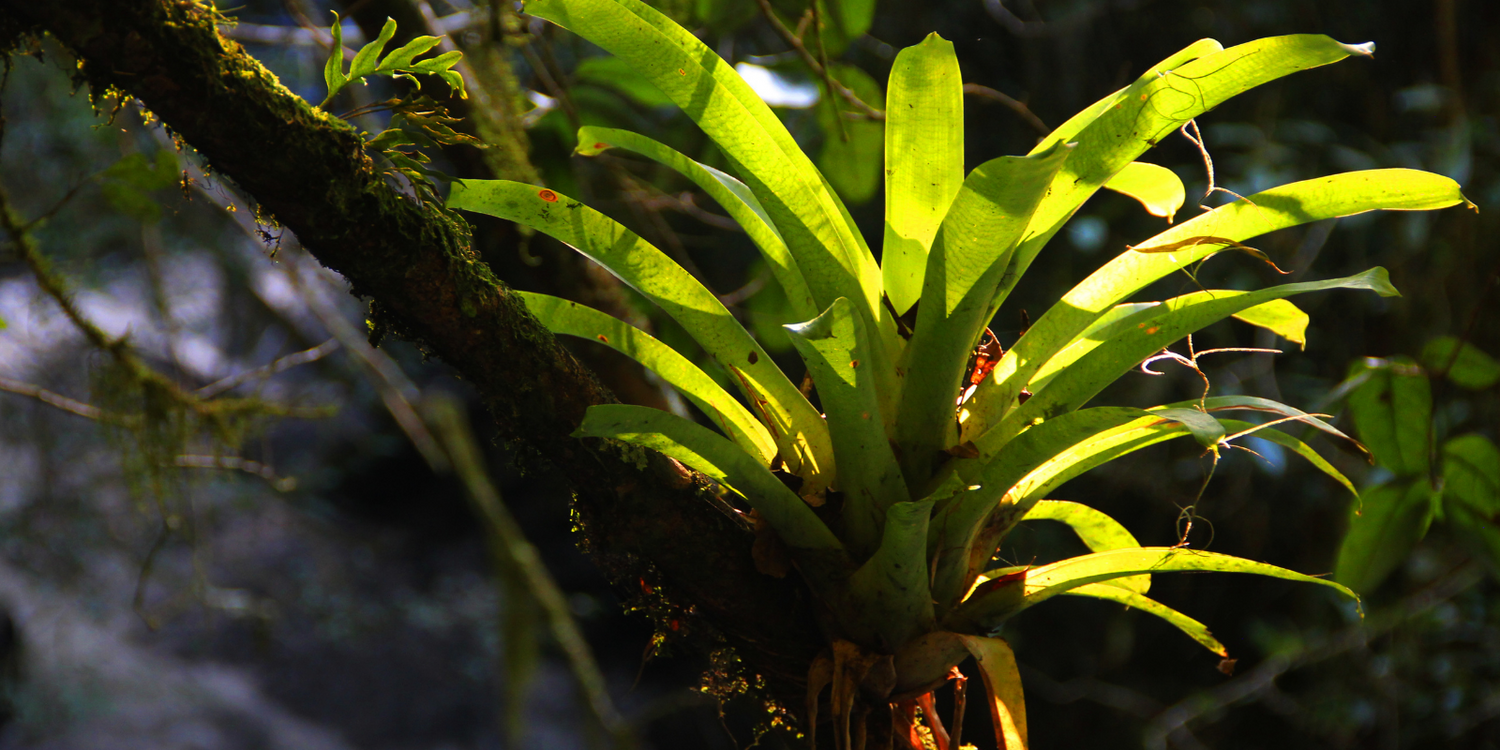 Brocchinia And Catopsis - Carnivorous Bromeliads