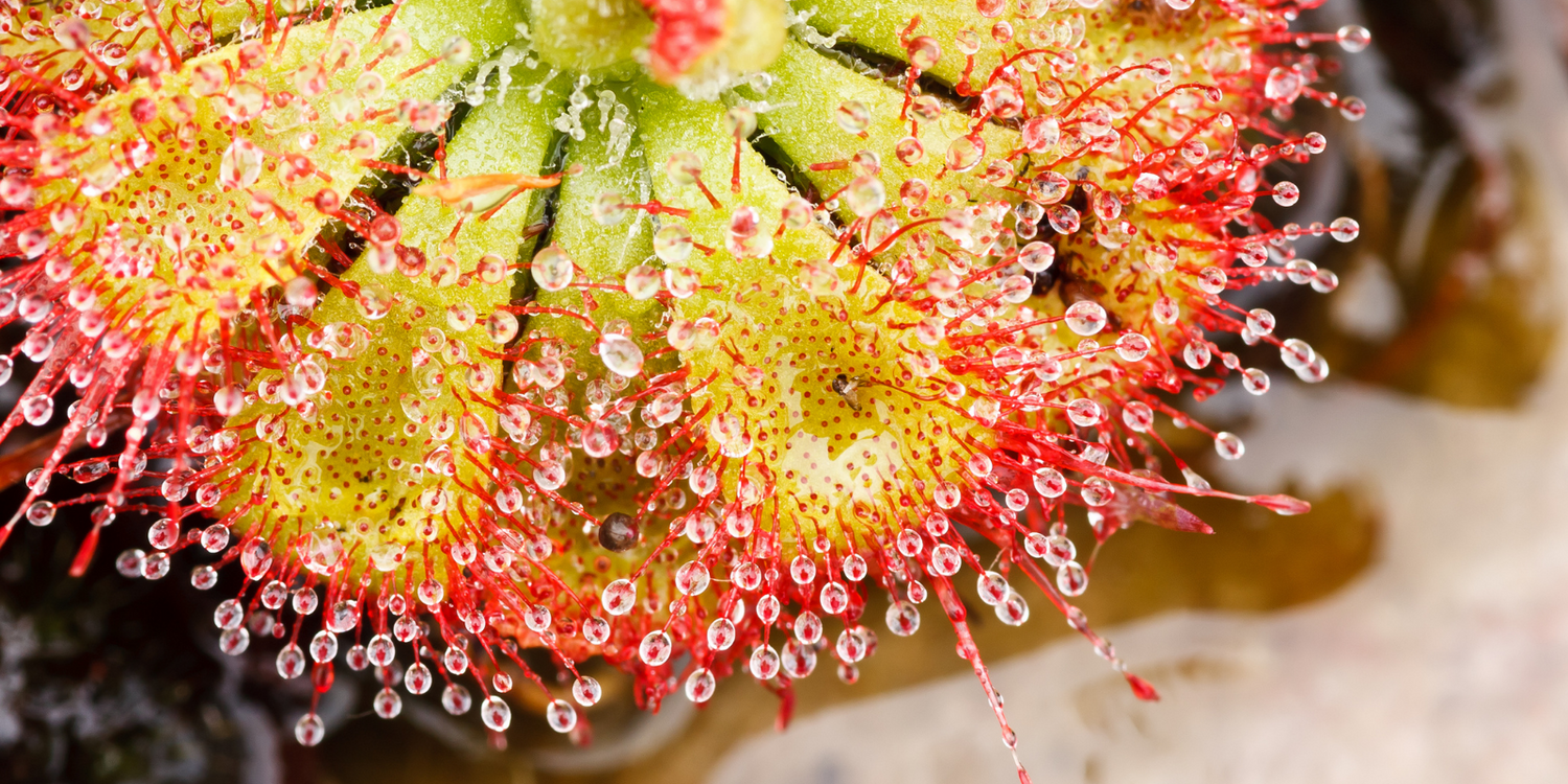 Drosera - Sundews