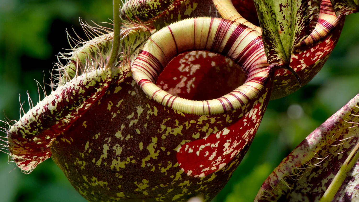 Nepenthes - Tropical Pitcher Plants