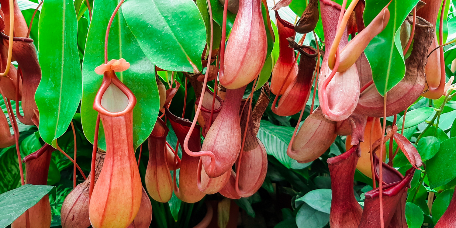 Nepenthes - Highland Tropical Pitcher Plants