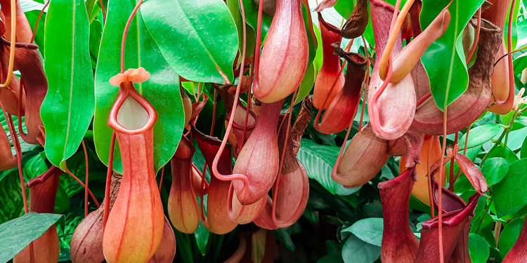 Nepenthes - Highland Tropical Pitcher Plants