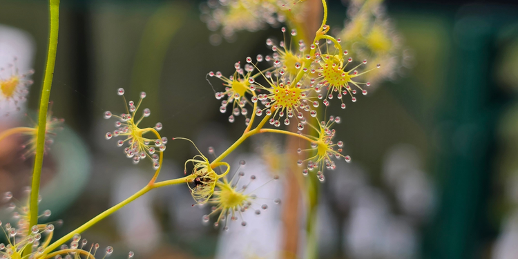 Drosera - Tuberous Sundews