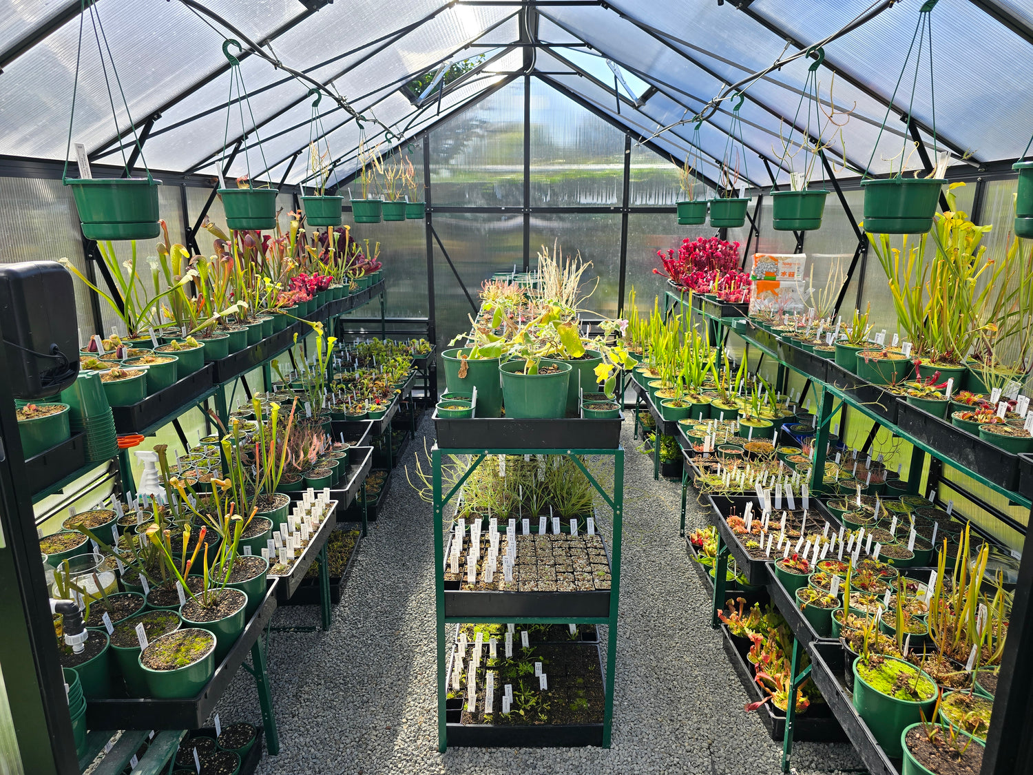 All Plants