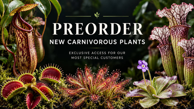 Pre-Release