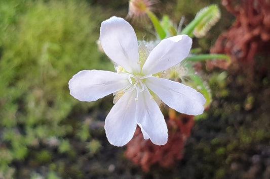 Drosera scorpioides - Pygmy - The Shaggy Sundew