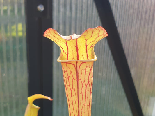 SEED - Sarracenia alata var. cuprea x oreophila (Texas, USA) - American Pitcher Plant - 10+ Per Packet