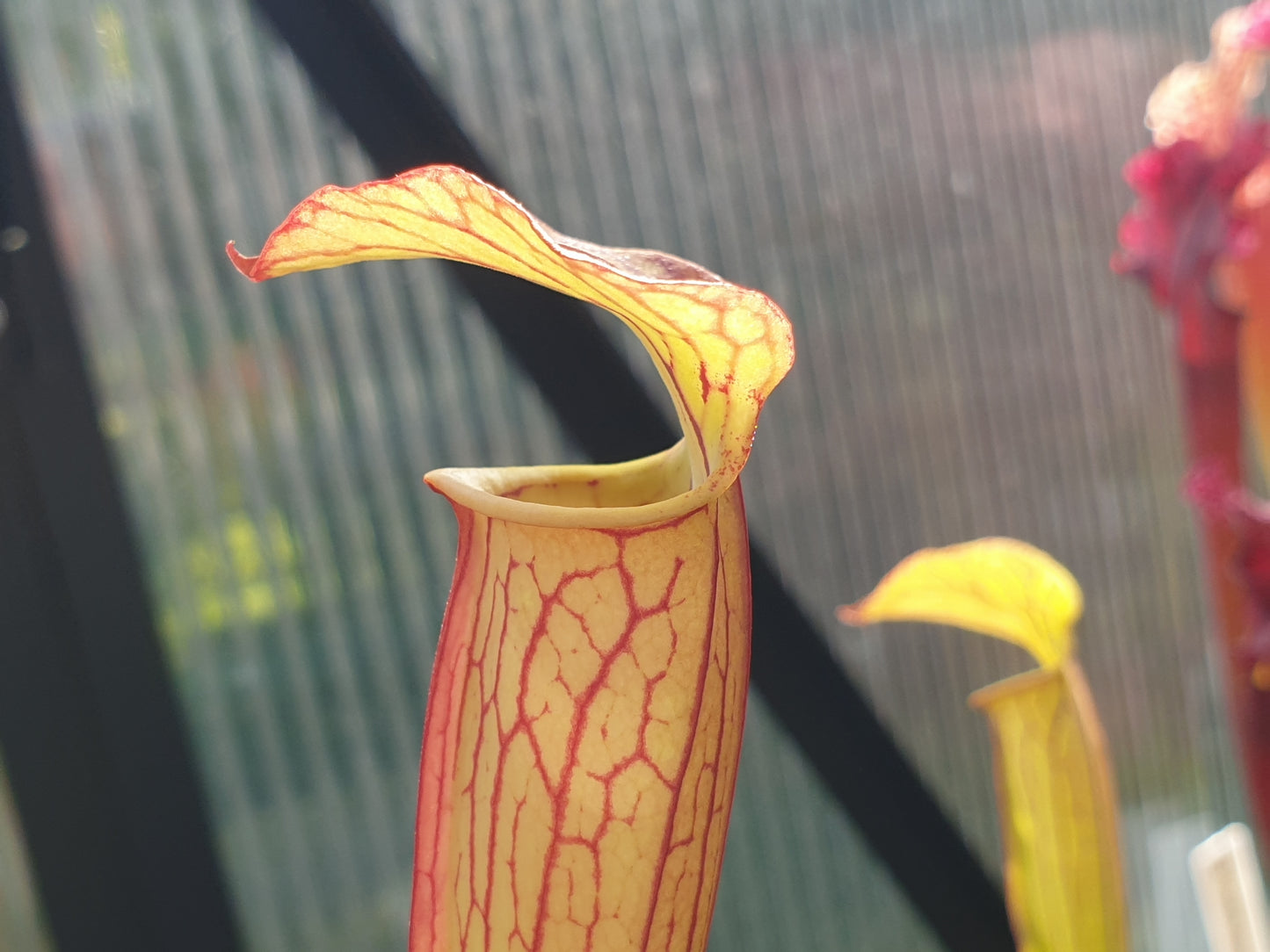 SEED - Sarracenia alata var. cuprea x oreophila (Texas, USA) - American Pitcher Plant - 10+ Per Packet
