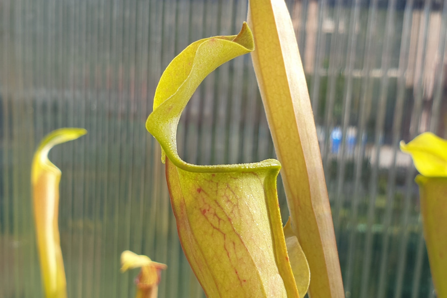 SEED - Sarracenia alata var. alata 'Giant Wide Hood Form' (Stone Co. Michigan, USA) - American Pitcher Plant - 10+ Per Packet