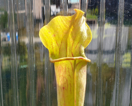 SEED - Sarracenia alata var. alata 'Giant Wide Hood Form' (Stone Co. Michigan, USA) - American Pitcher Plant - 10+ Per Packet