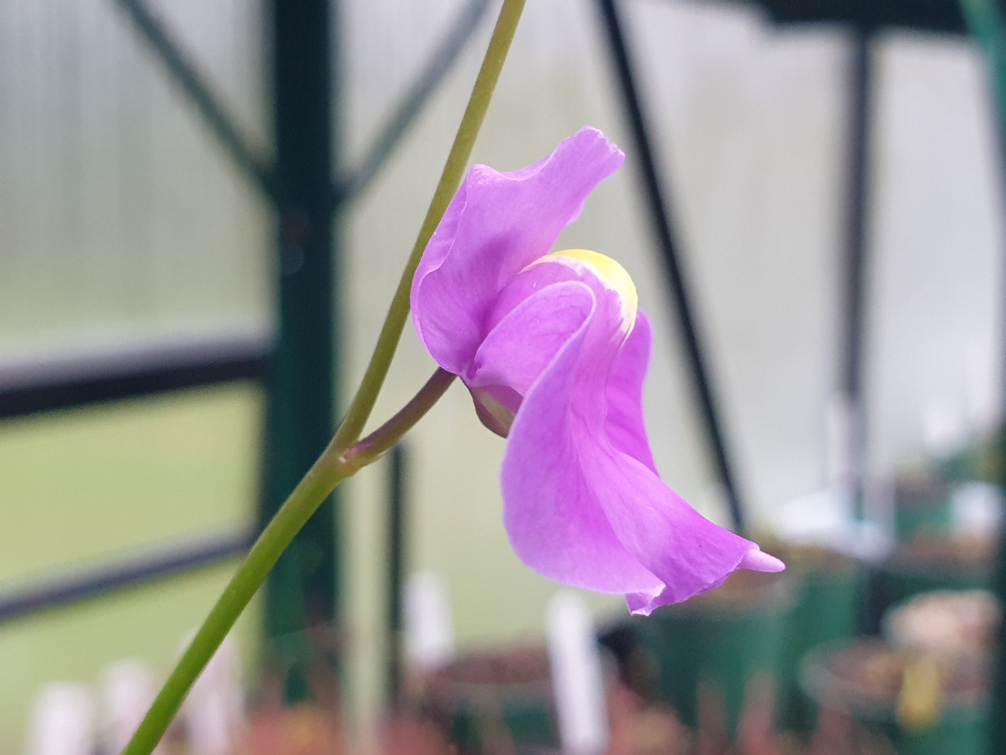 Utricularia longifolia - Tropical Long-Leafed Bladderwort
