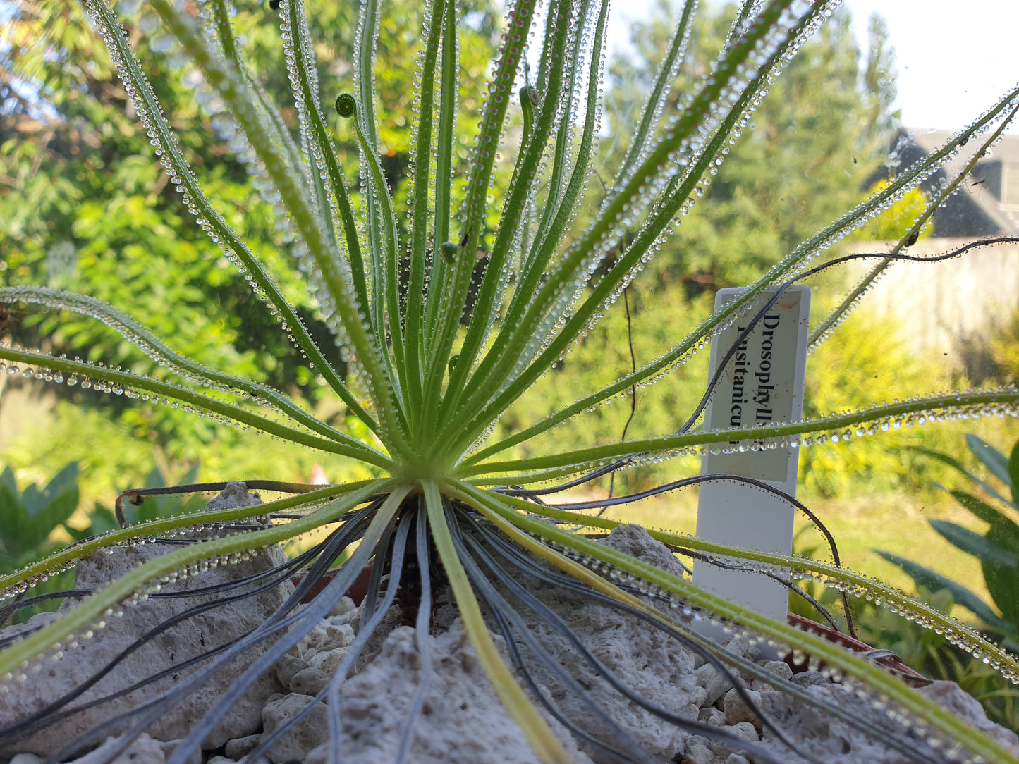 SEED - Drosophyllum lusitanicum - Dewy Pine - 10+ Per Packet