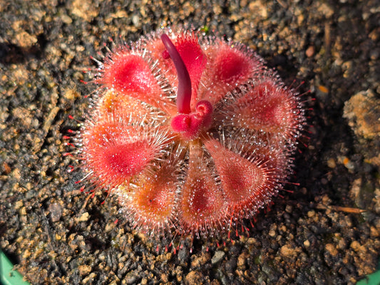 Drosera burmanii (Humpty Doo, Northern Territory, AustraliaHumpty Doo, Northern Territory, Australia) - Sundew