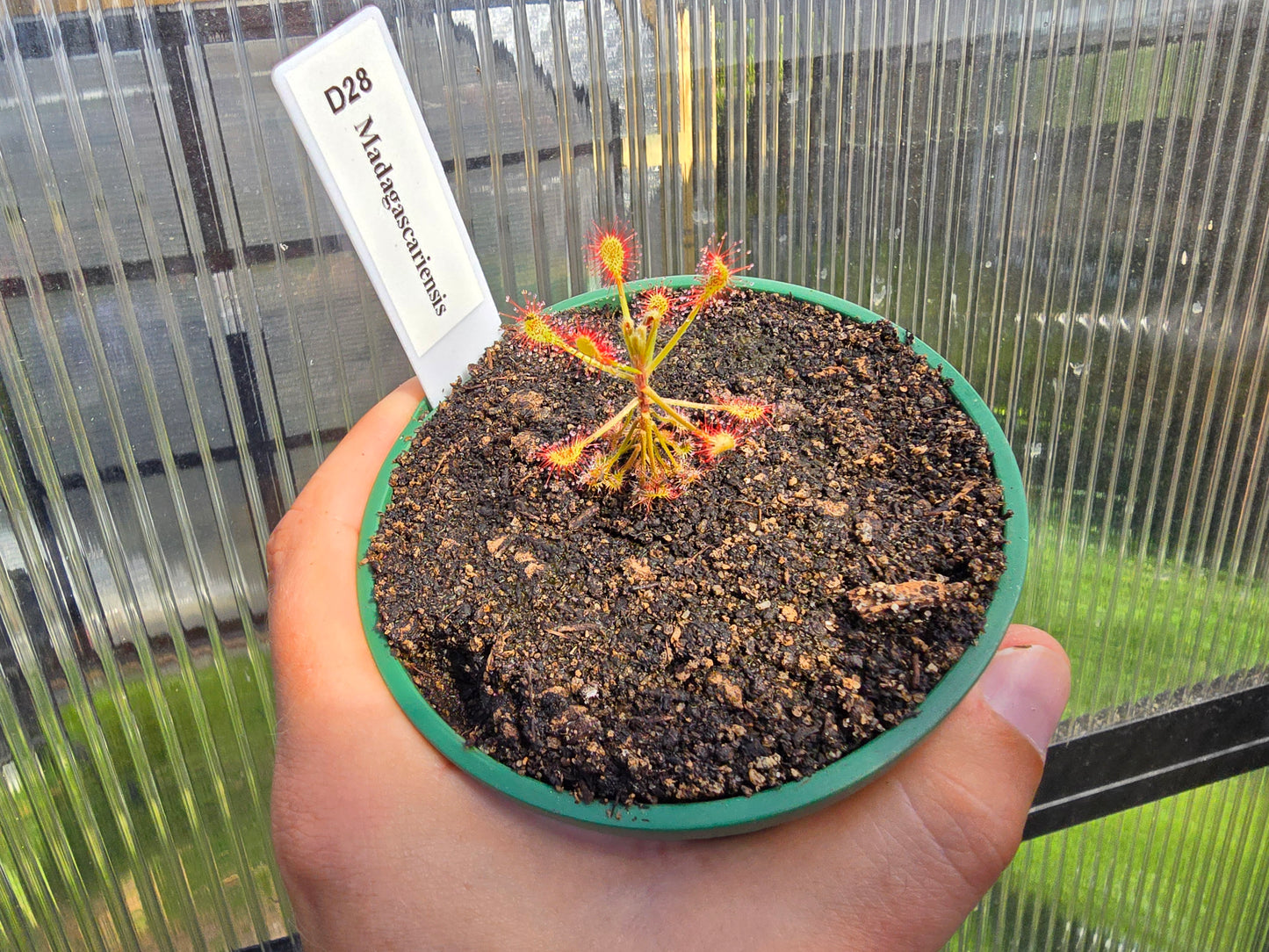 Drosera madagascariensis - Sundew