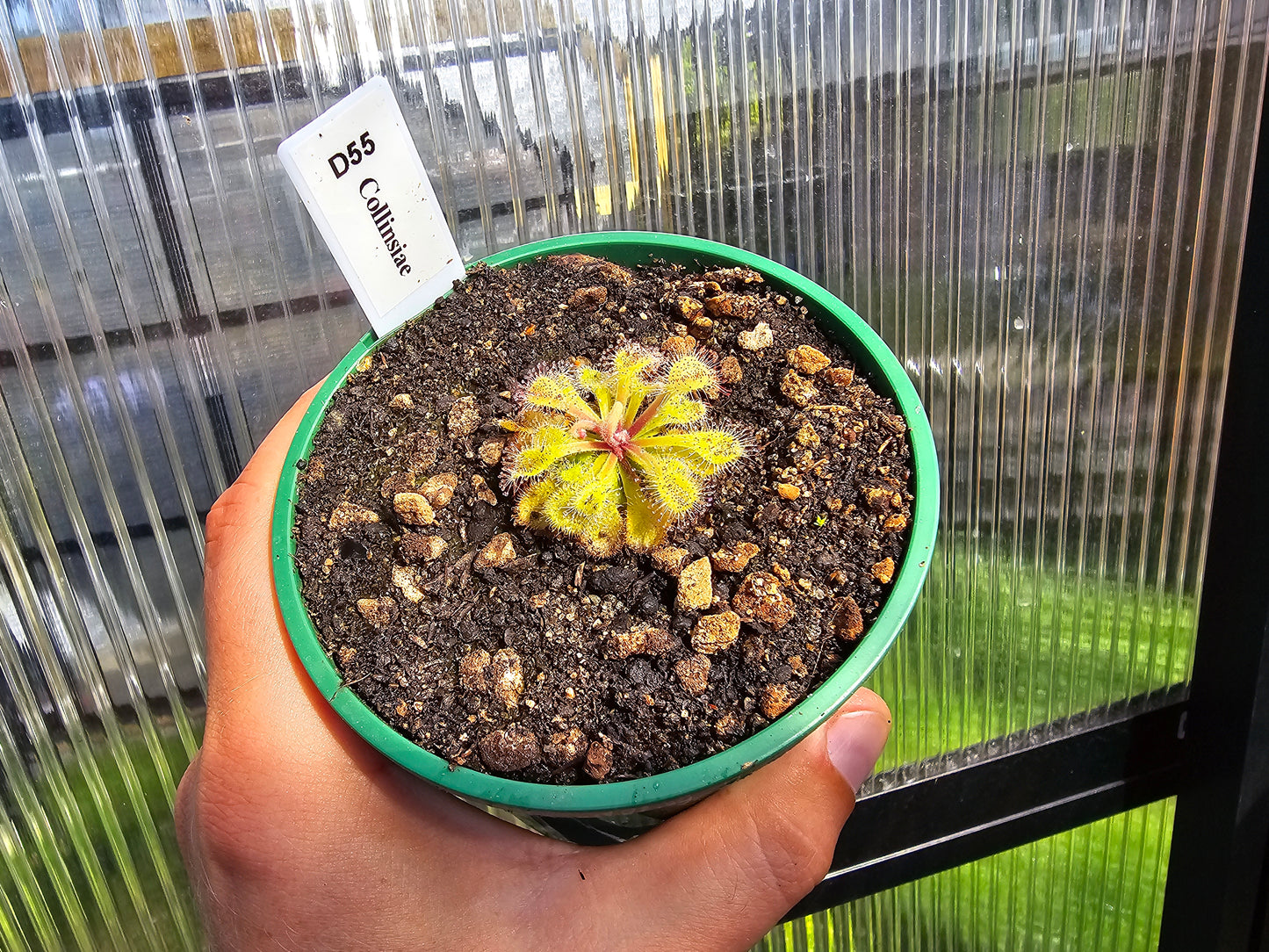 SEED - Drosera collinsiae - Collin's Sundew - 15+ Per Packet