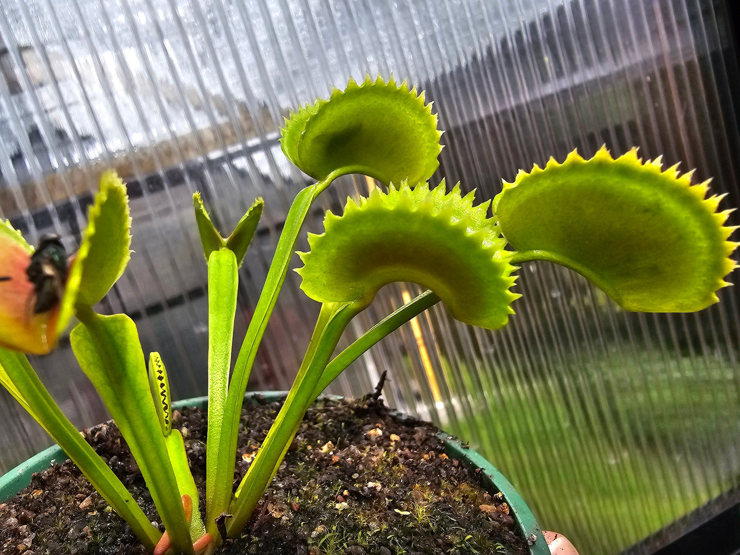 Dionaea muscipula 'Dentate' - Venus Fly Trap