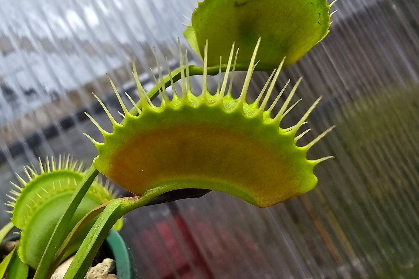 SEED - Dionaea muscipula 'Typical' - Venus Fly Trap - 20+ Per Packet