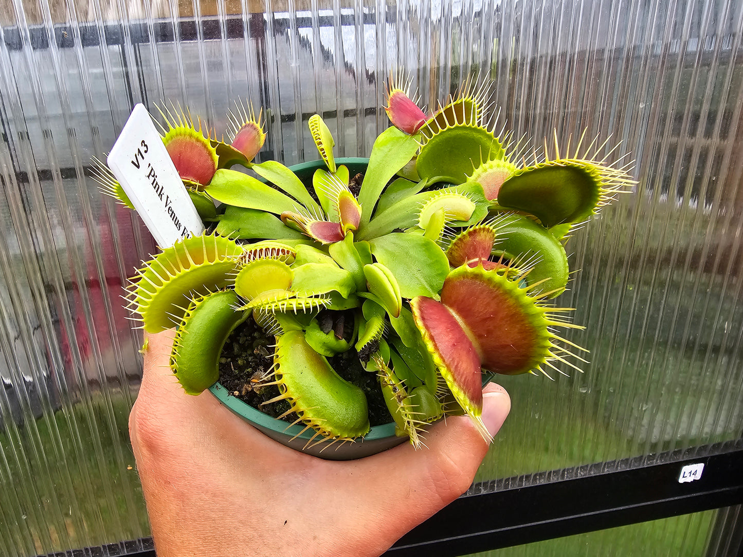 Dionaea muscipula 'Pink Venus' F1 - Venus Fly Trap