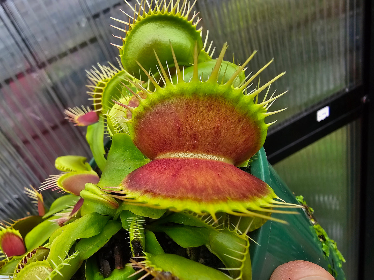Dionaea muscipula 'Pink Venus' F1 - Venus Fly Trap