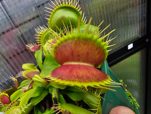 Dionaea muscipula 'Pink Venus' F1 - Venus Fly Trap