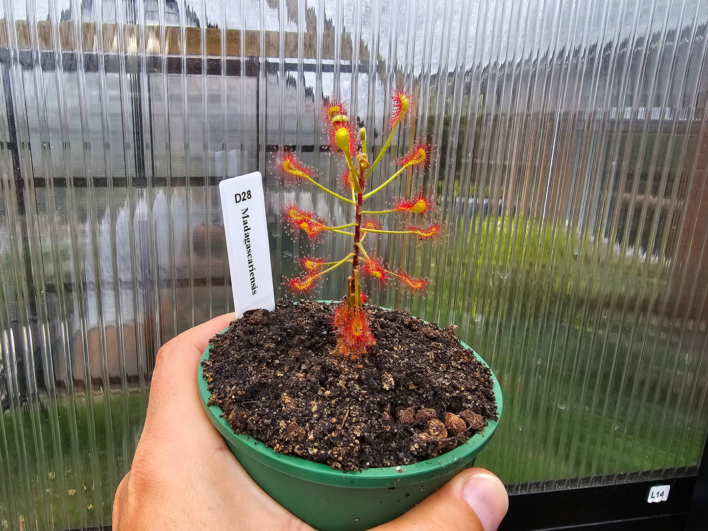 Drosera madagascariensis - Sundew