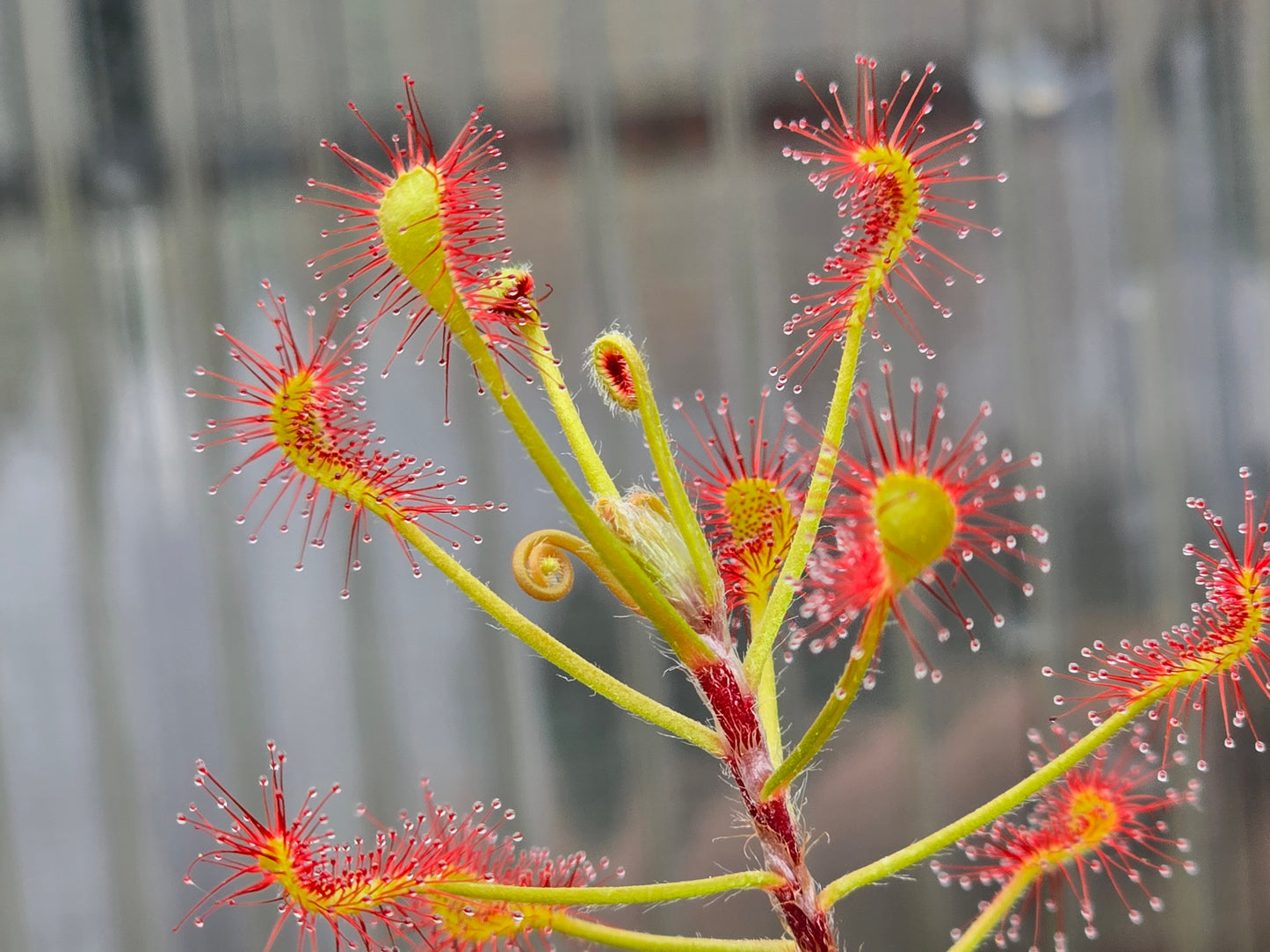 Drosera madagascariensis - Sundew