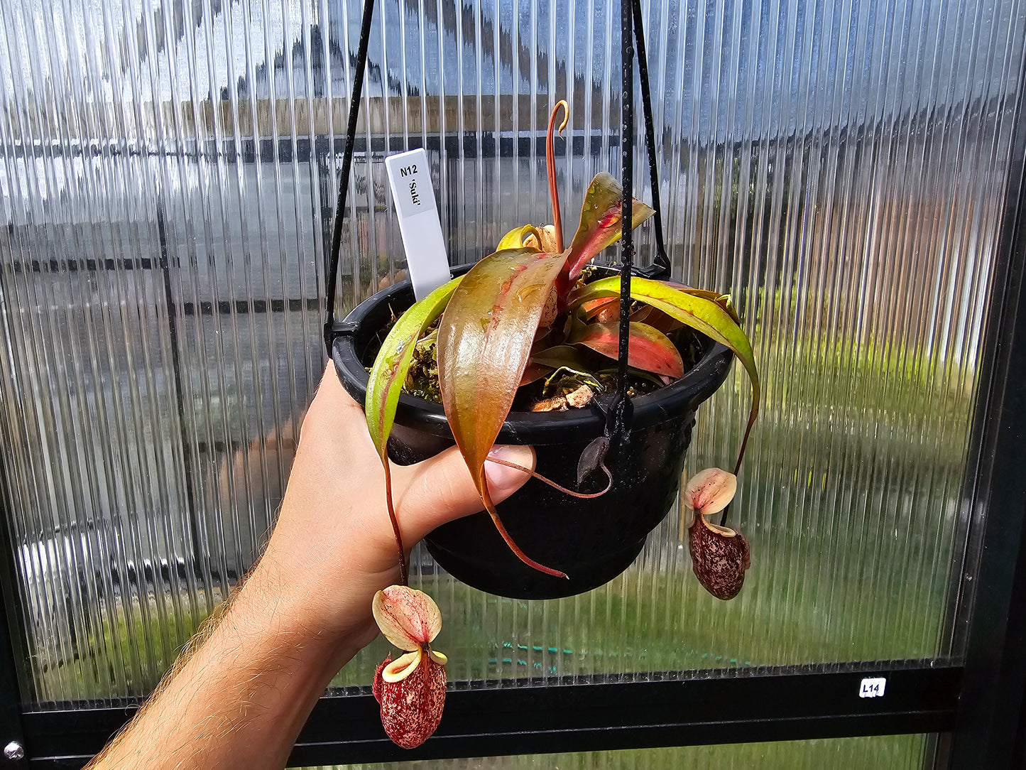 Nepenthes 'Suki' - Intermediate Tropical Pitcher Plant