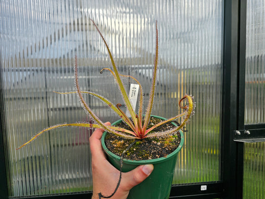 Drosera regia -  King Sundew