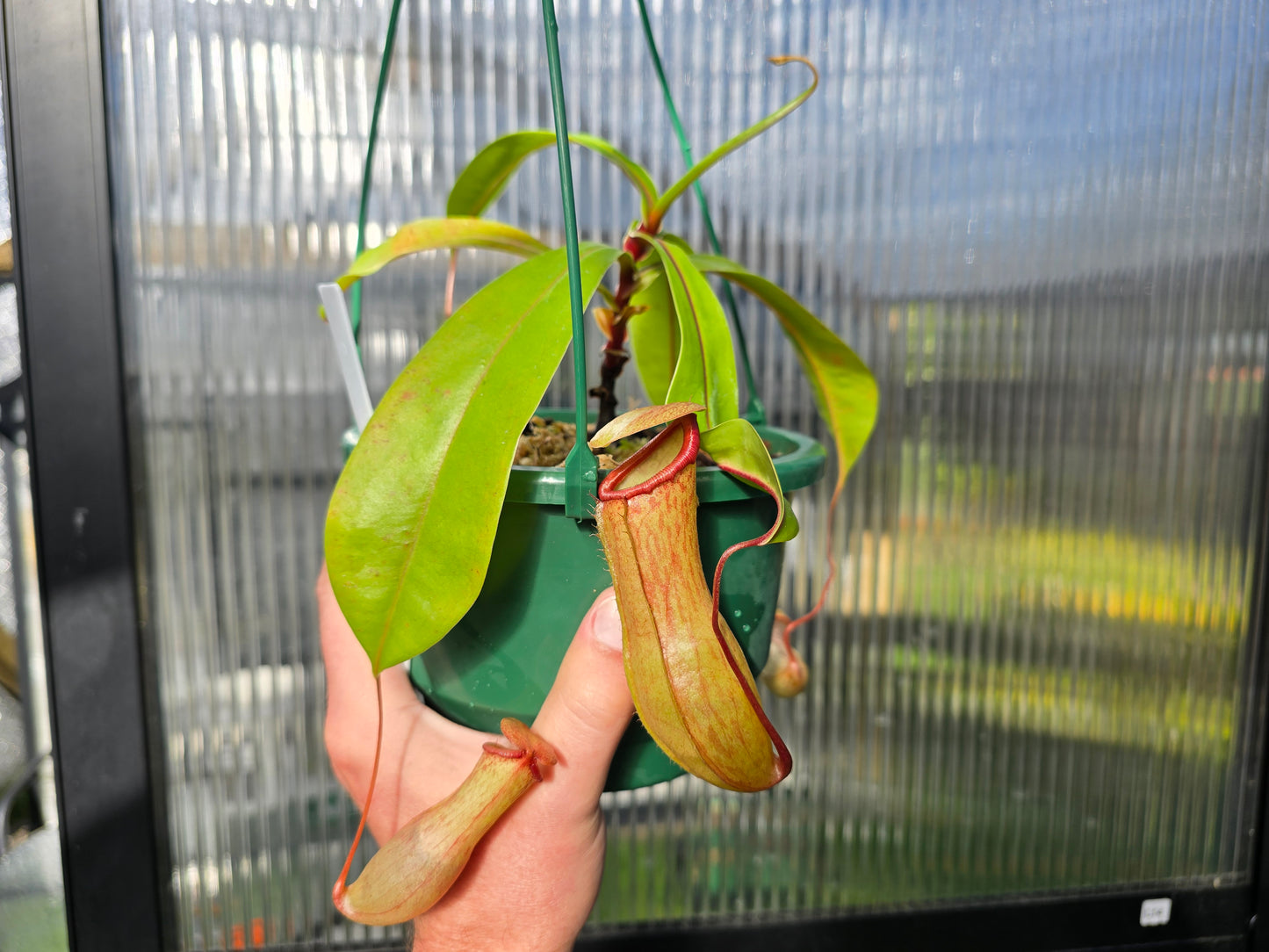 Nepenthes 'Emmarene' - Highland Tropical Pitcher Plant