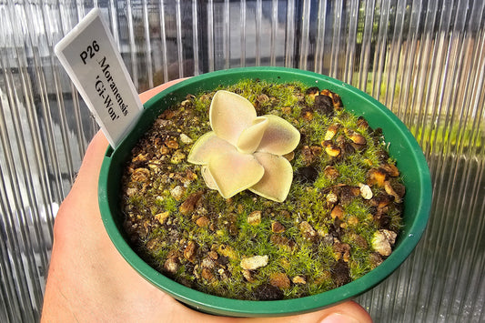 Pinguicula moranensis 'Gi-Won' - Mexican Butterwort
