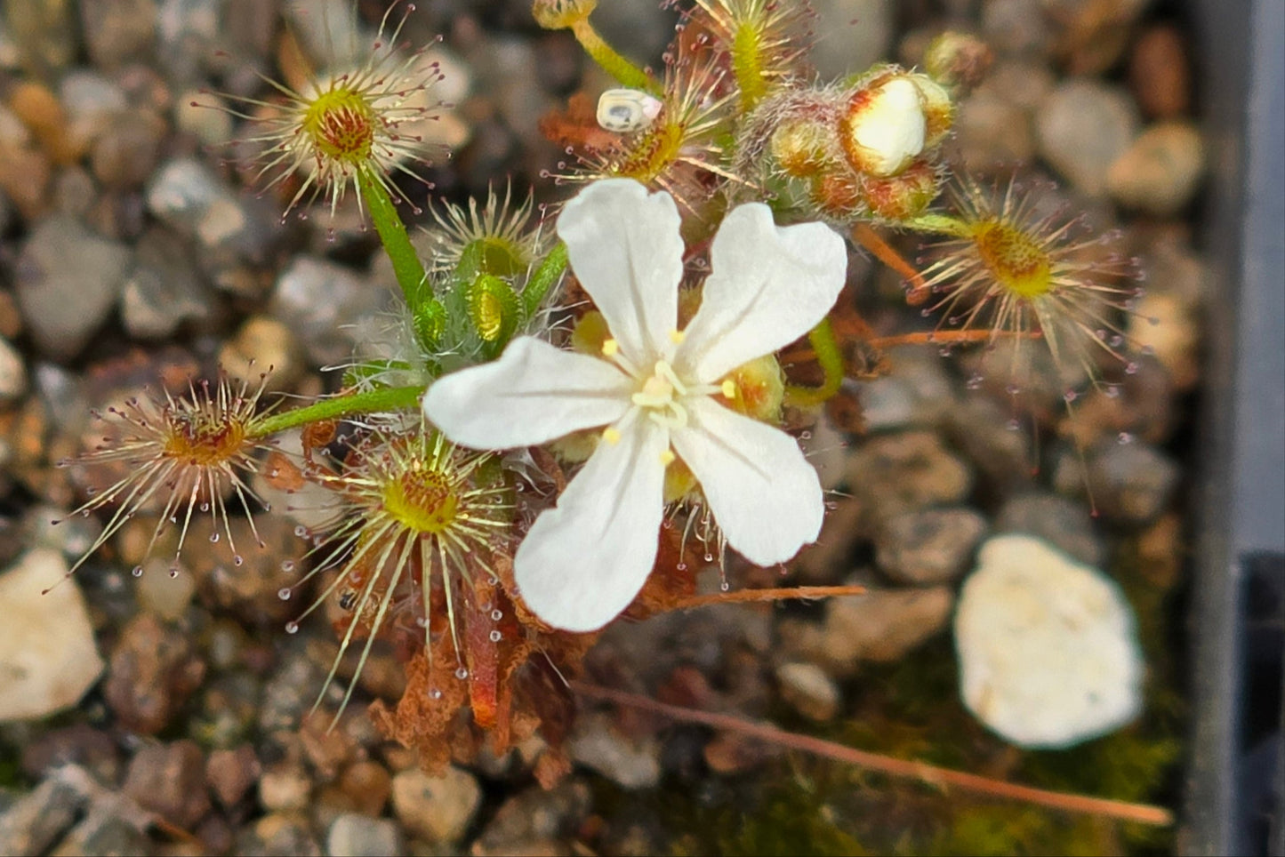 Drosera 'Sippe' - Pygmy Sundew