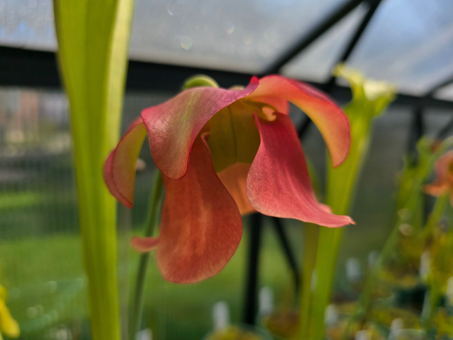 SEED - Sarracenia leucophylla x flava var. flava - American Pitcher Plant - 15+ Per Packet
