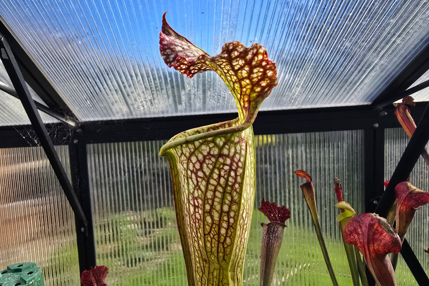 SEED - Sarracenia leucophylla x flava var. flava - American Pitcher Plant - 15+ Per Packet