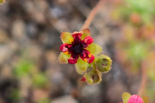 Drosera 'Dork's Pink' - Pygmy Sundew