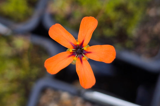 Drosera callistos - Pygmy Sundew