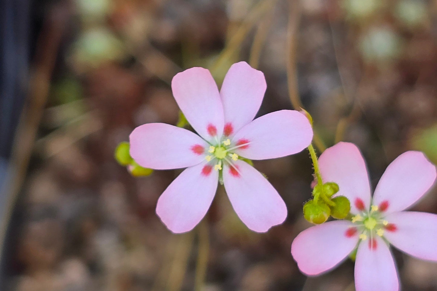 Drosera pycnoblasta - Pygmy Sundew