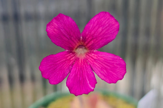 Pinguicula gigantea x laueana - Mexican Butterwort