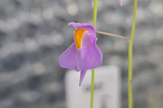 Utricularia longifolia 'Bonsai Form' (Pedro do Rio , Rio de Janeiro, Brazil) - Tropical Long-Leafed Bladderwort