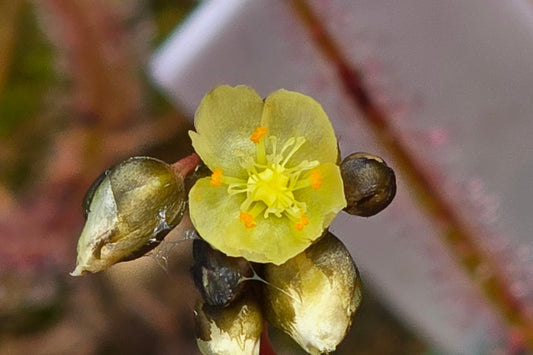 Drosera binata (Travis Wetland, Christchurch, NZ) - Forked Sundew